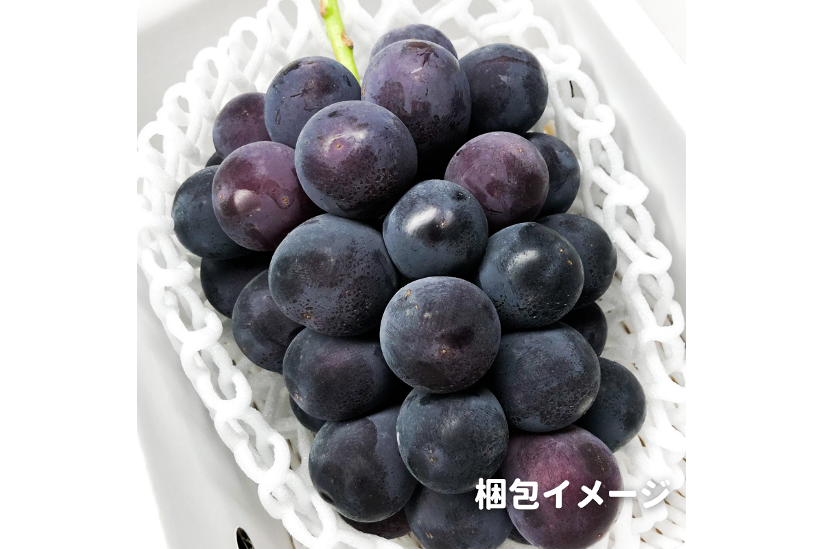 ⭐︎予約・9月〜10月発送予定⭐︎ ピオーネ 秀品 1房 約700g