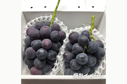 ⭐︎予約・9月〜10月発送予定⭐︎ ピオーネ 秀品 2〜6房 約2kg