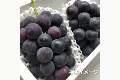 ⭐︎予約・9月〜10月発送予定⭐︎ ピオーネ 秀品 2〜6房 約2kg