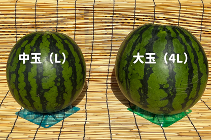 【訳あり】尾花沢すいか 中玉・1玉