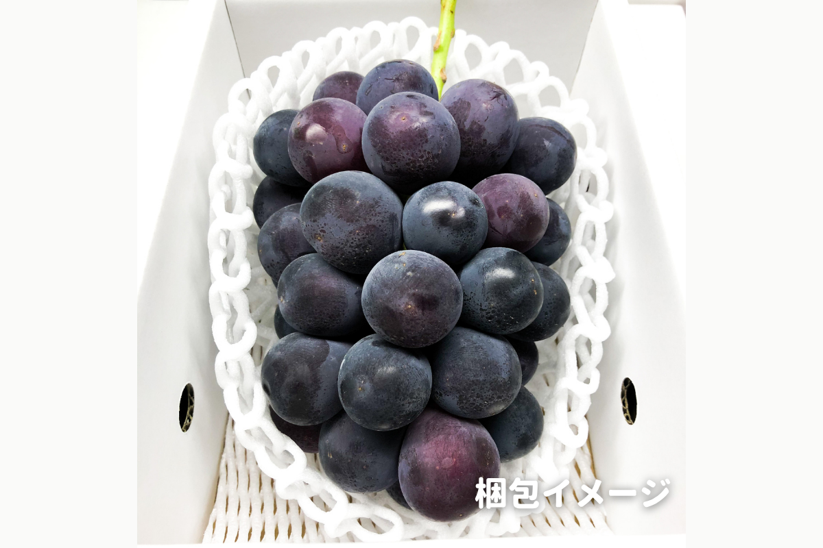 ⭐︎予約・9月〜10月発送予定⭐︎ ピオーネ 秀品 1房 約700g