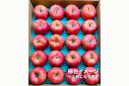 ⭐︎予約・11月〜12月発送予定⭐︎ ふじりんご 秀品 20〜36玉