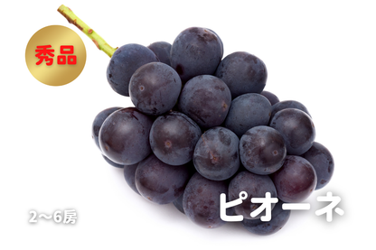 ⭐︎予約・9月〜10月発送予定⭐︎ ピオーネ 秀品 2〜6房 約2kg