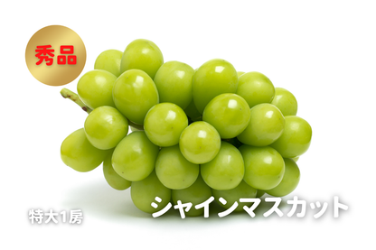 ⭐︎予約・9月〜10月発送予定⭐︎ シャインマスカット 秀品 1房 約700g